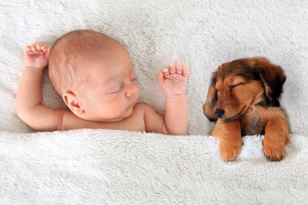 How can I make sure my baby and my pet get along?