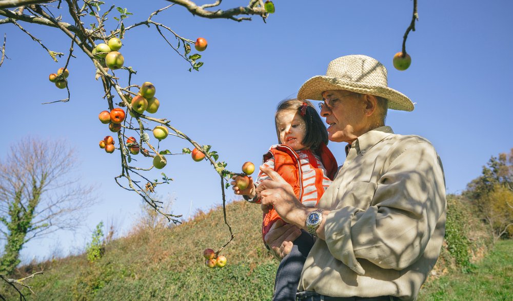 little girl and grandfather gather apples from a tree